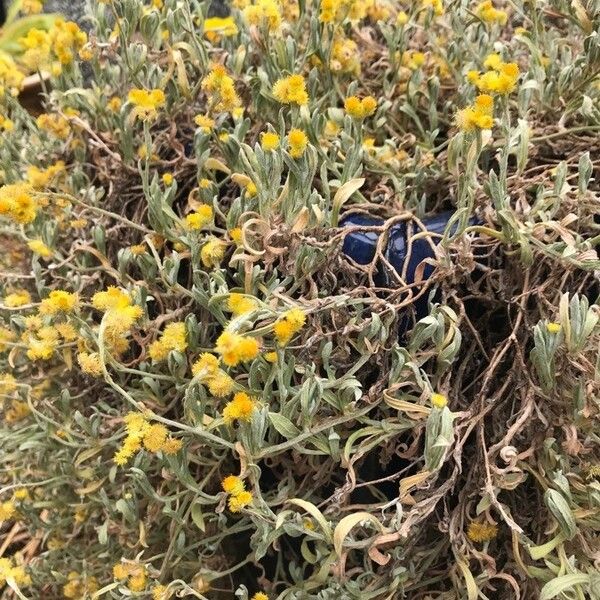 Helichrysum odoratissimum Kwiat