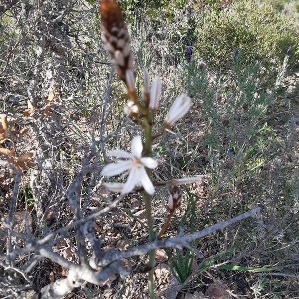 Asphodelus ramosus Fleur