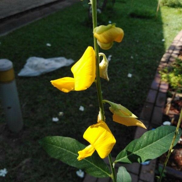 Crotalaria juncea Bloem