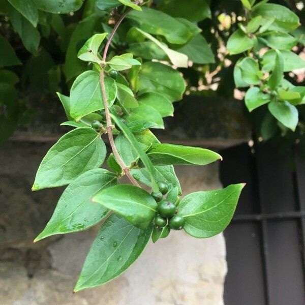 Lonicera japonica Leaf