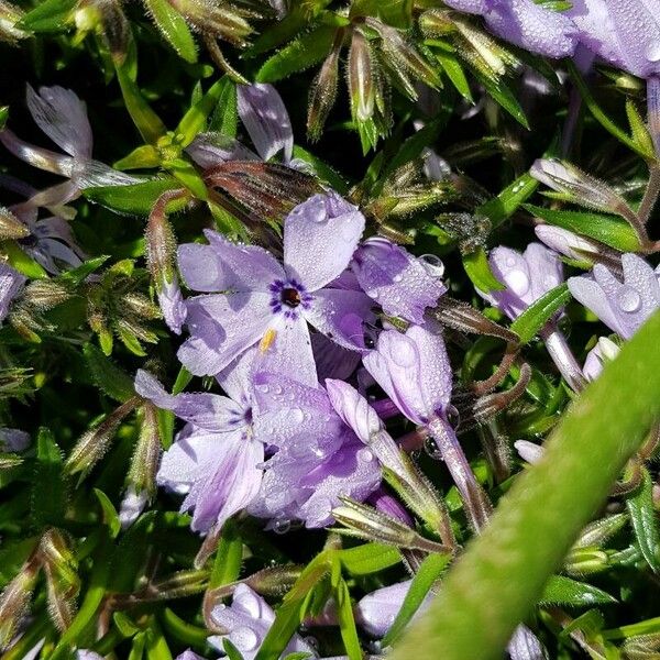 Phlox subulata Λουλούδι