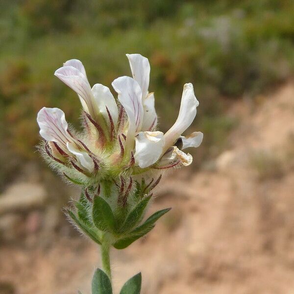 Lotus hirsutus Virág