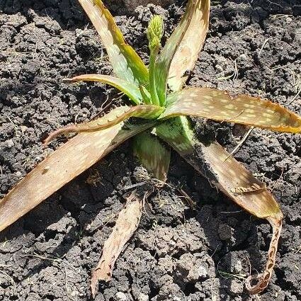 Aloe amudatensis Feuille