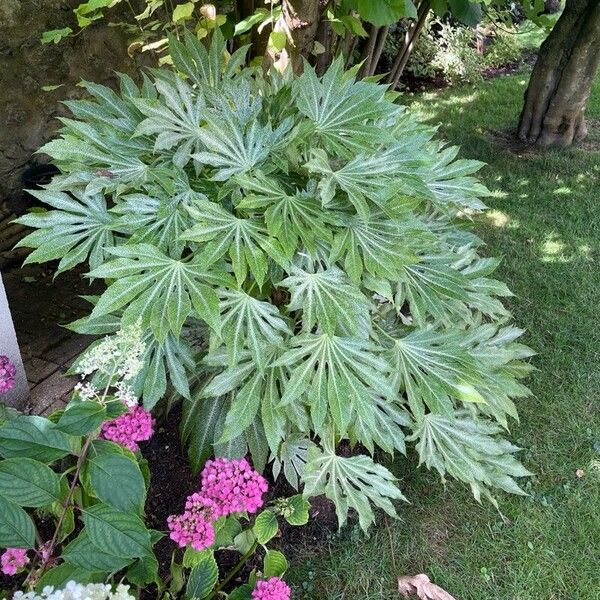 Fatsia japonica 葉