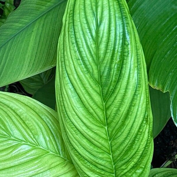 Tacca chantrieri Frunză