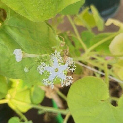 Trichosanthes cucumerina Virág