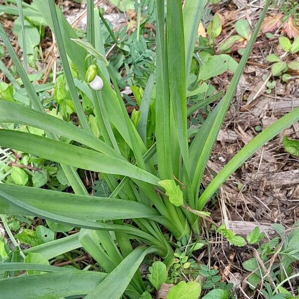 Leucojum aestivum Frunză