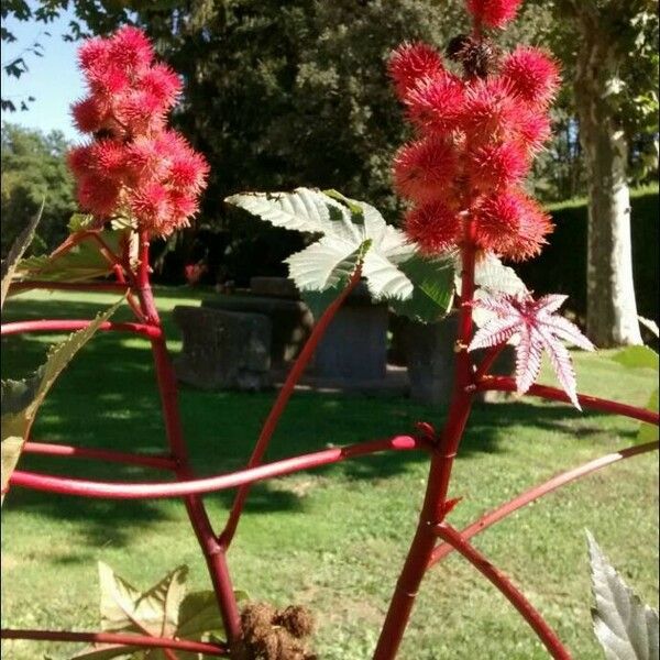 Ricinus communis Froito