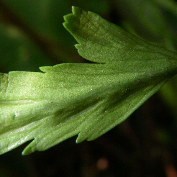 Asplenium bipartitum Folha