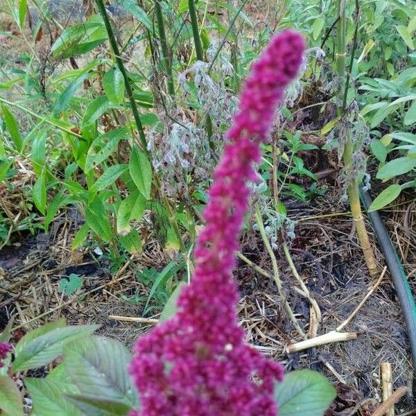 Amaranthus caudatus Blomst