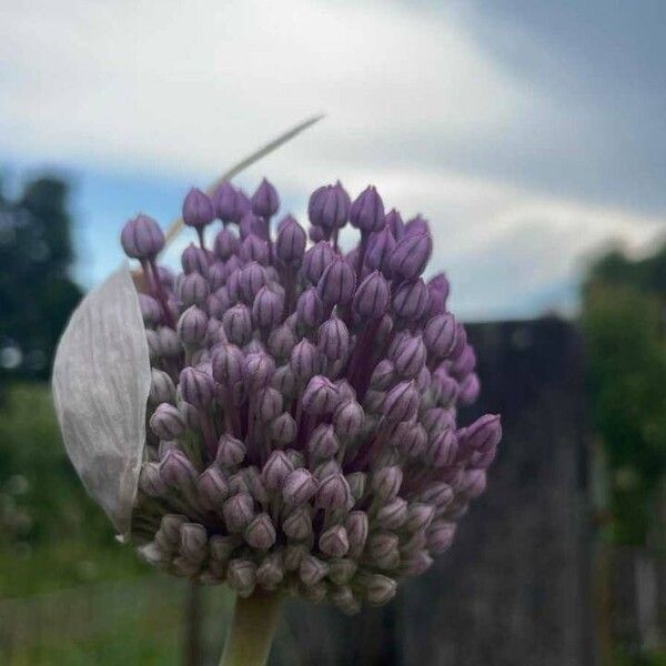 Allium ampeloprasum Kwiat