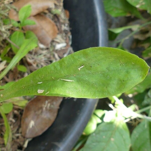 Gamochaeta purpurea Blad