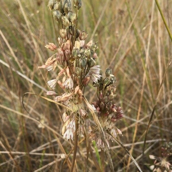 Allium paniculatum 花