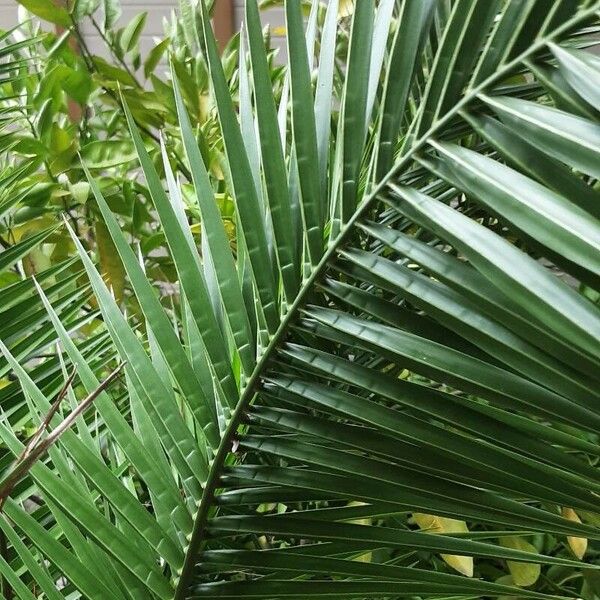 Phoenix canariensis Leht