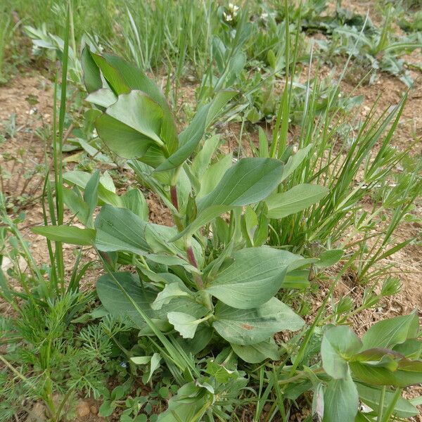 Bupleurum rotundifolium Leaf