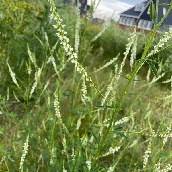 Melilotus albus Kwiat