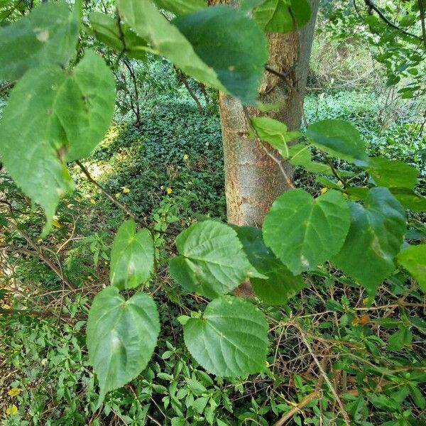 Tilia americana Plante entière