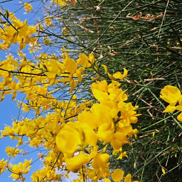 Spartium junceum Flower