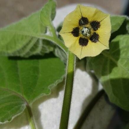 Physalis peruviana Çiçek