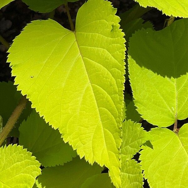 Aralia cordata Ліст