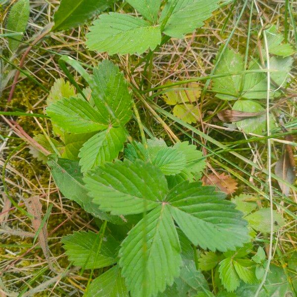 Fragaria viridis Leaf