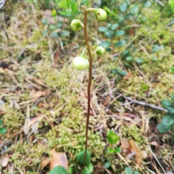 Pyrola chlorantha Habit