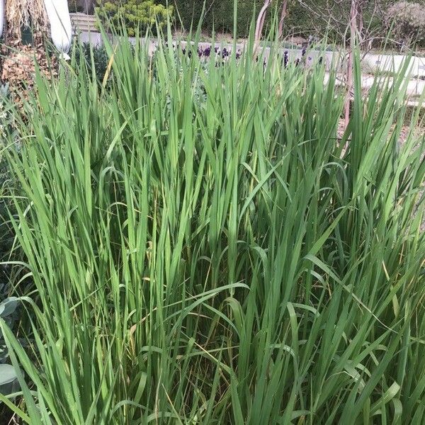 Phalaris canariensis 葉