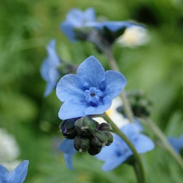 Cynoglossum amabile Õis