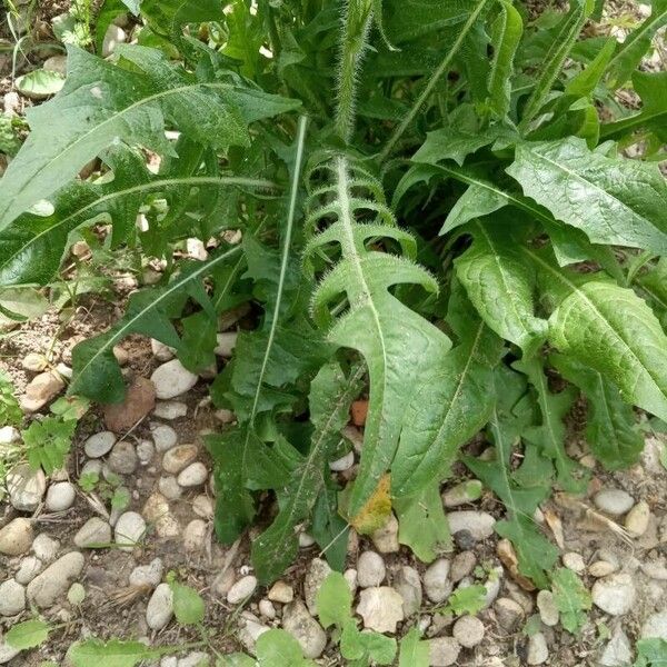 Crepis setosa Leaf