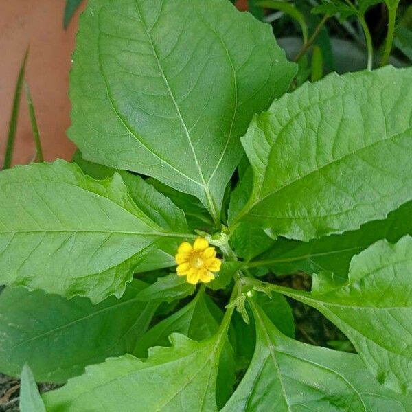 Melampodium divaricatum Flower