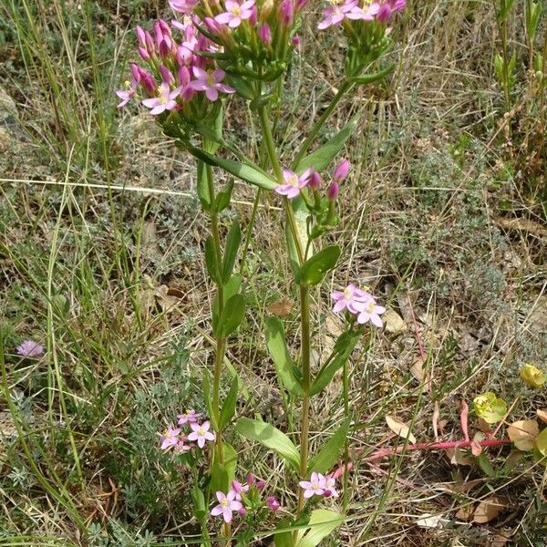 Centaurium erythraea 形态