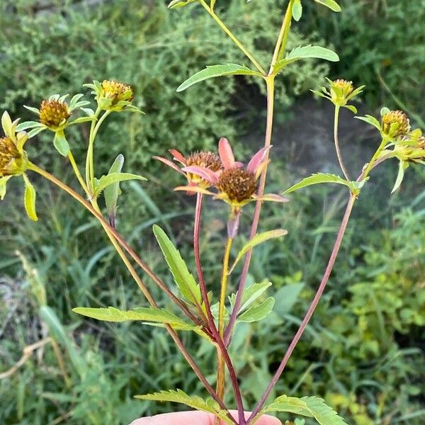 Bidens tripartita Žiedas