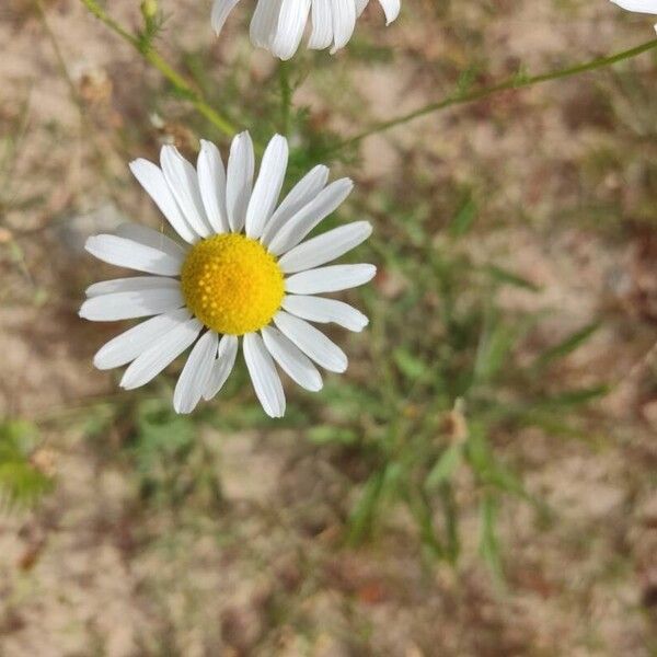 Tripleurospermum inodorum Flower