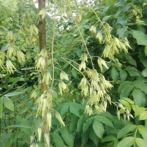 Decaisnea insignis Flower