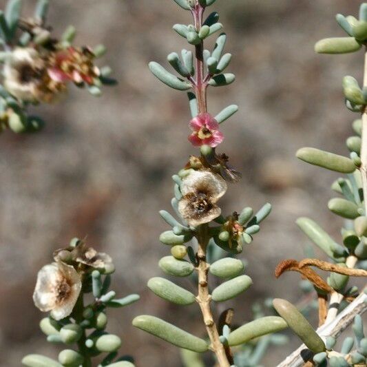 Salsola divaricata Kita