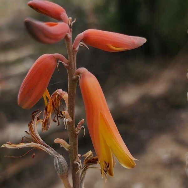 Aloe officinalis Květ