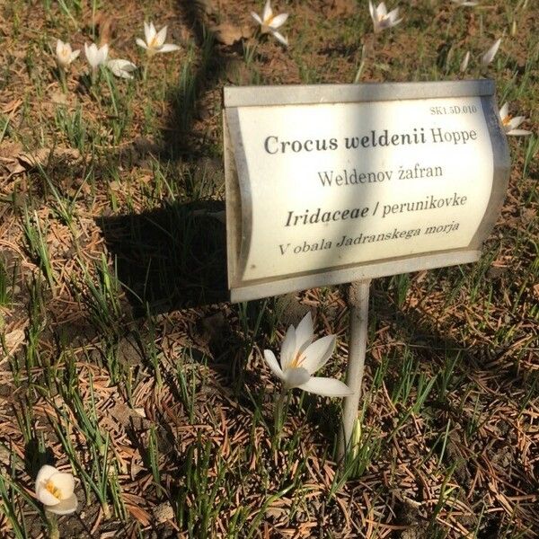 Crocus biflorus Fleur