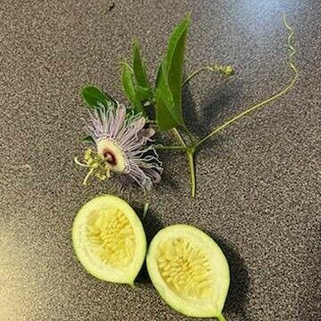 Passiflora incarnata Fruit