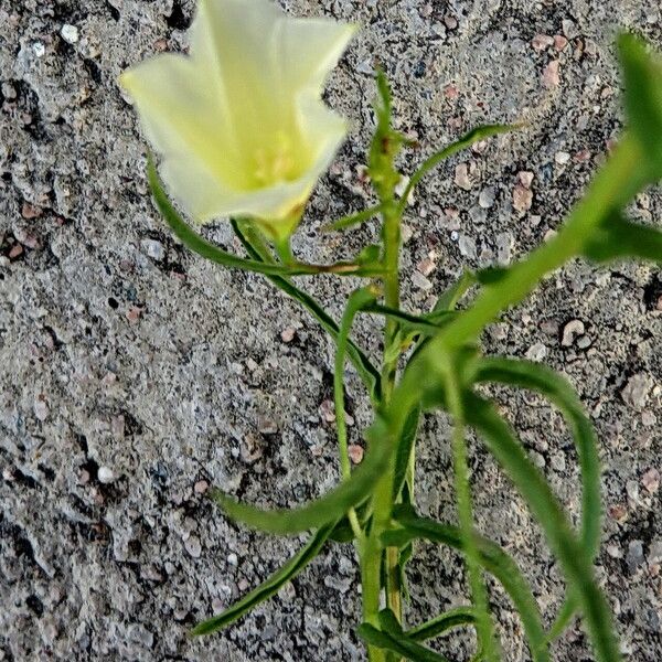 Xenostegia tridentata Flor