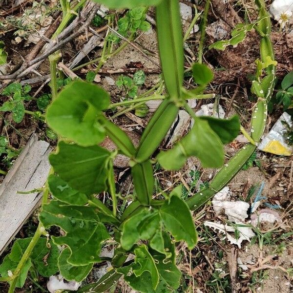 Cissus quadrangularis Blatt