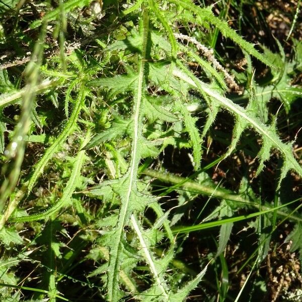 Cirsium palustre Folla