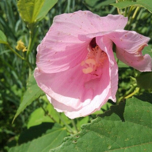 Hibiscus striatus Λουλούδι