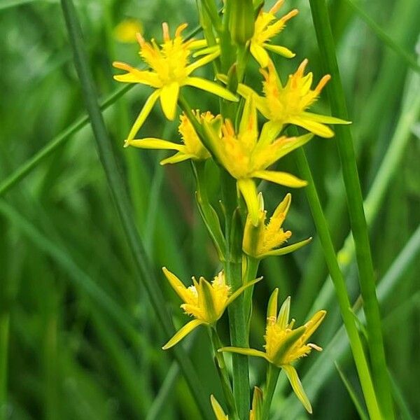 Narthecium ossifragum Blomst