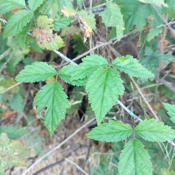 Rubus ursinus Leaf