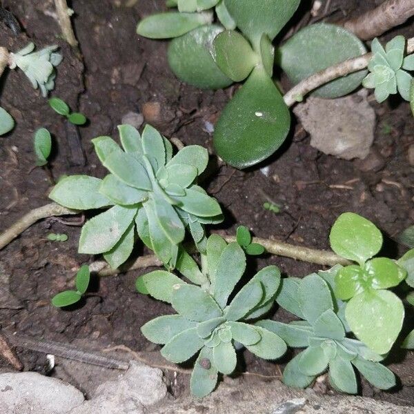 Sedum palmeri Blad