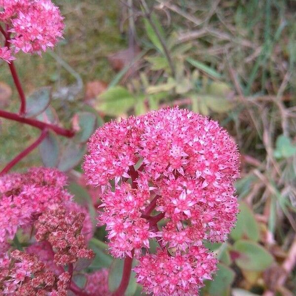 Hylotelephium telephium Blomst