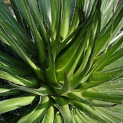 Agave filifera Leaf