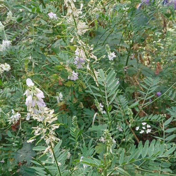 Galega officinalis عادت