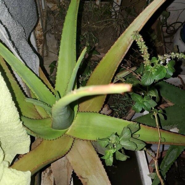 Aloe arborescens Blad