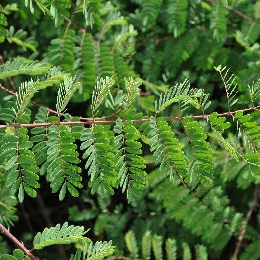 Caesalpinia decapetala ᱥᱟᱠᱟᱢ